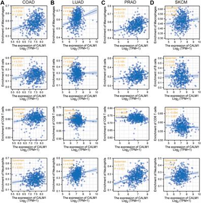 In-Silico Multi-Omics Analysis of the Functional Significance of Calmodulin 1 in Multiple Cancers